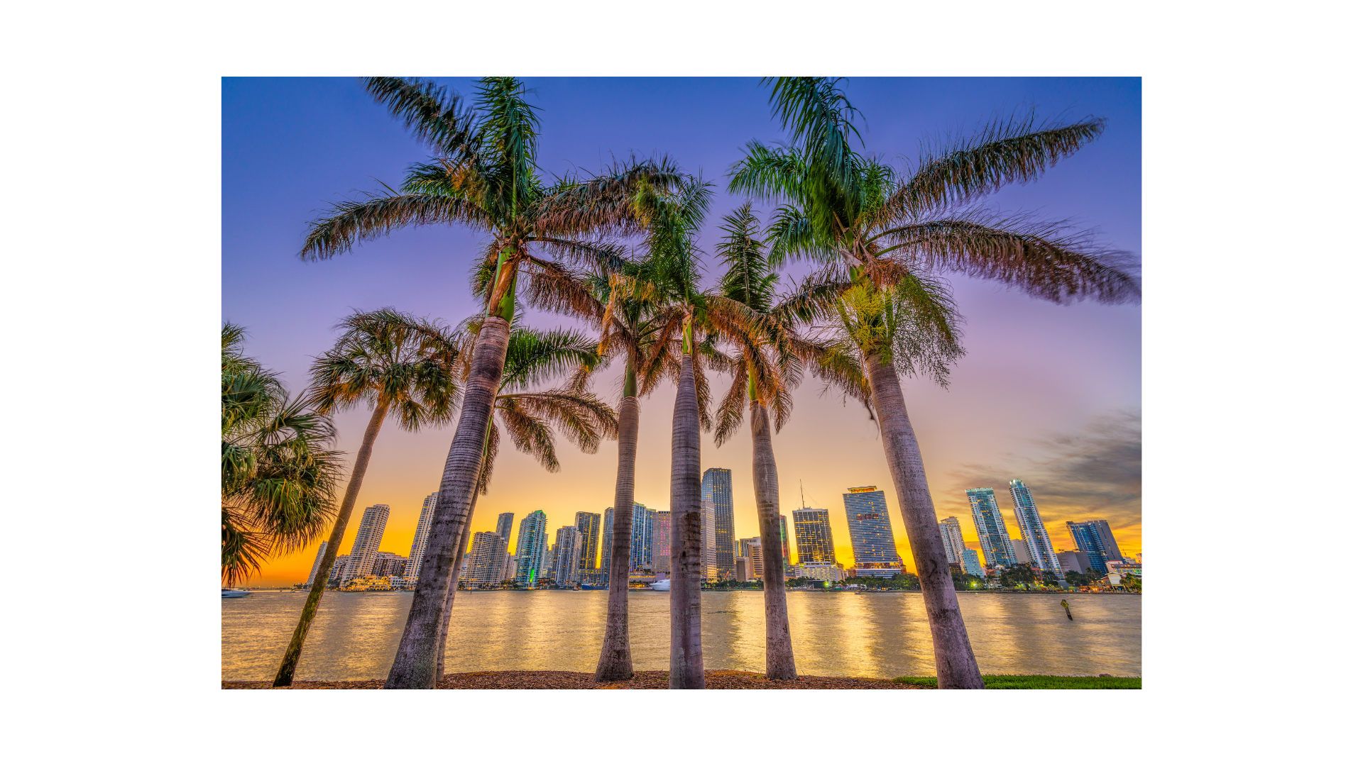 palm trees behind miami skyline